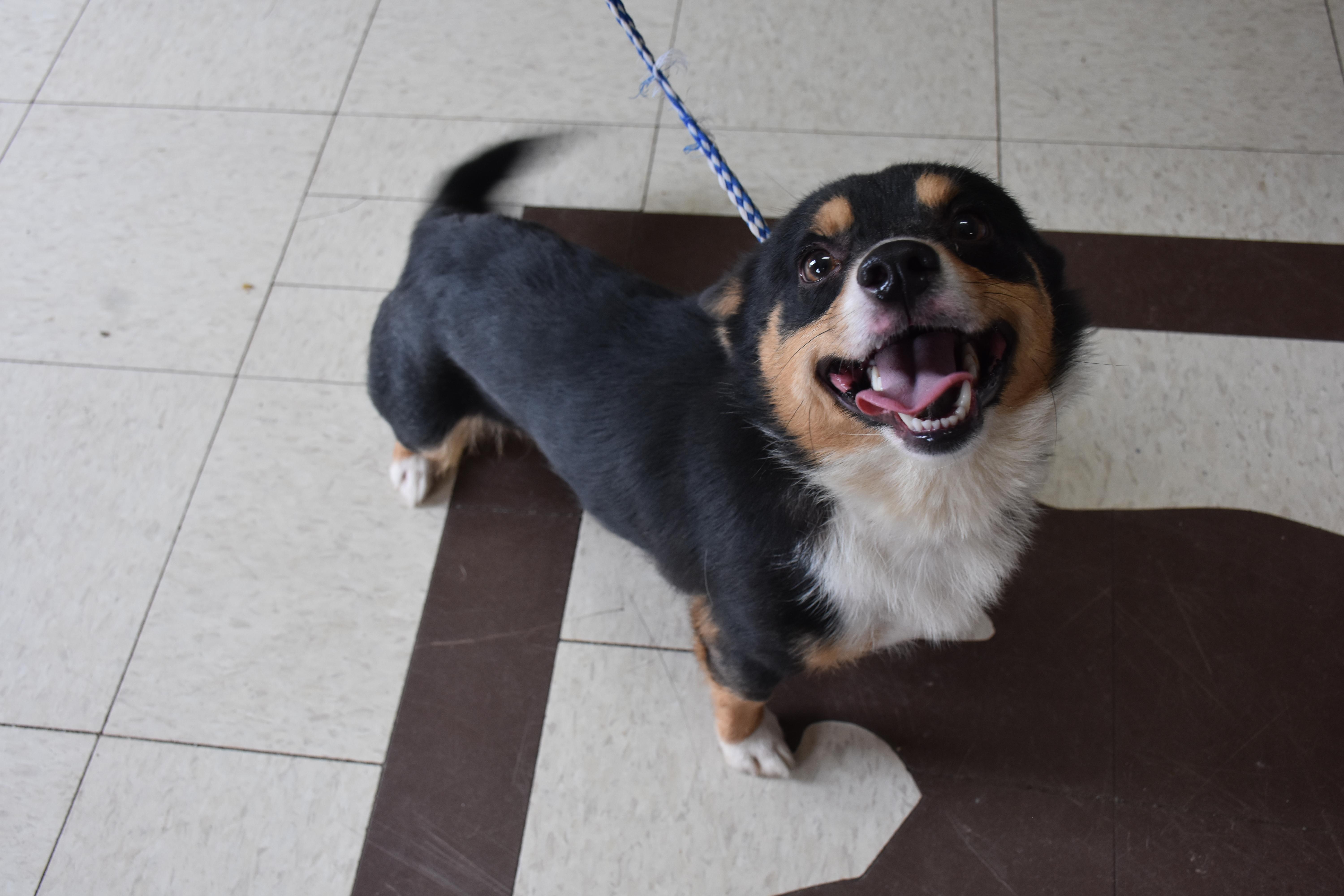 An adult small-sized male Tricolor (Brown, Black, & White) Corgi dog named Rodeo for adoption in North Judson, IN