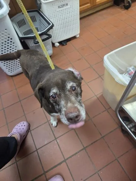 A senior medium-sized male Labrador Retriever dog named Waylon for adoption in Salisbury, MD