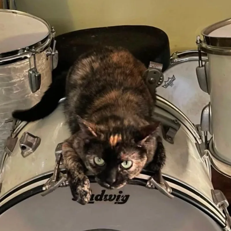 An adult medium-sized female Tortoiseshell Domestic Short Hair cat named Christine for adoption in Corinth, MS