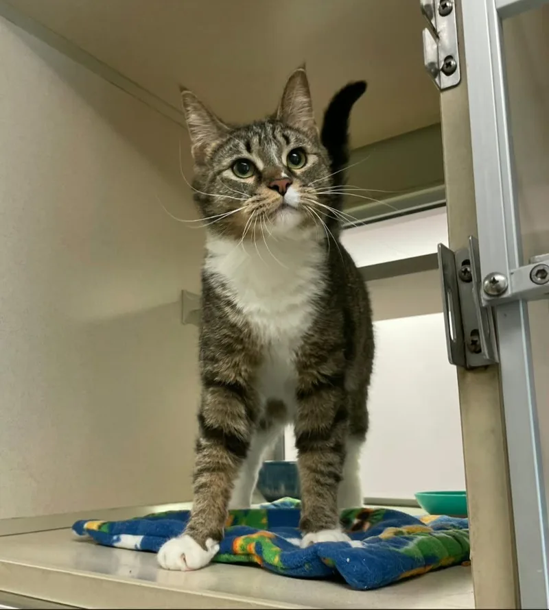 A young large-sized female Tabby (Brown / Chocolate) Domestic Short Hair cat named Jax for adoption in Mansfield, OH