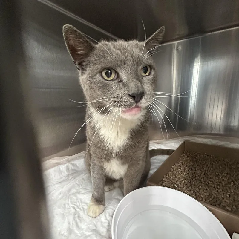 A senior large-sized male Gray / Blue / Silver Domestic Short Hair cat named Hulk for adoption in Newark, NJ