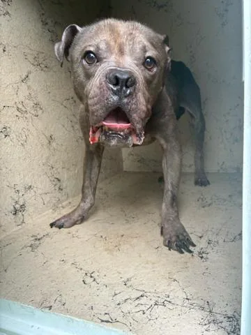 An adult medium-sized male Mixed Breed dog named Knox for adoption in West Palm Beach, FL