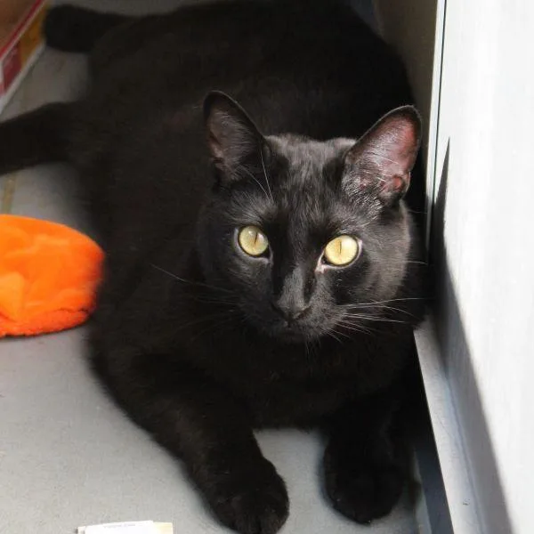 An adult small-sized male Domestic Short Hair cat named Smudge Bonded Buddy With for adoption in Des Moines, IA