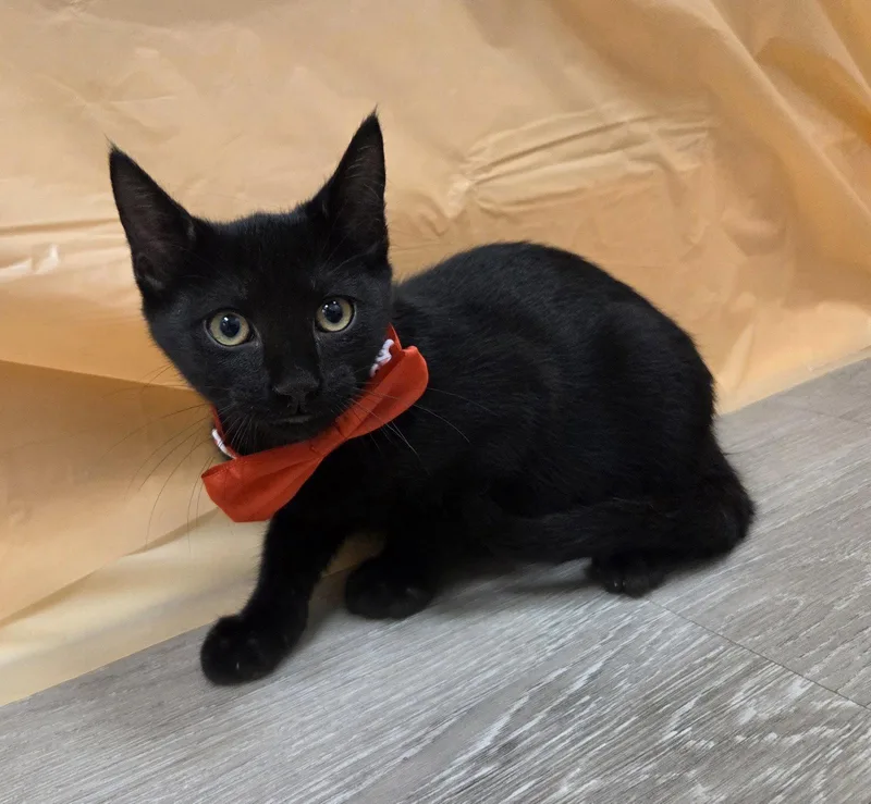 A young medium-sized male Black Domestic Short Hair cat named Fredrick for adoption in Attalla, AL