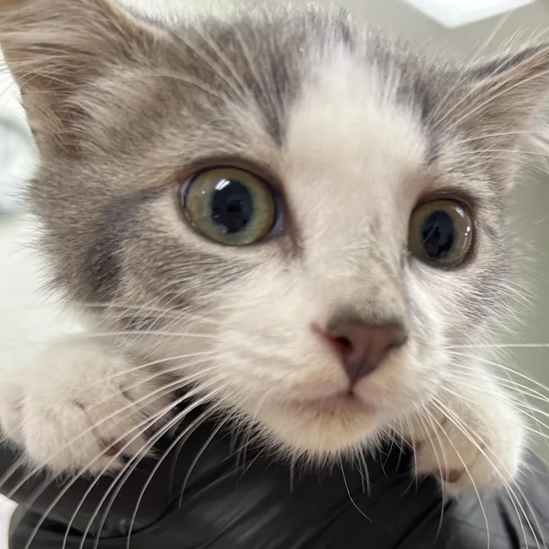 A baby small-sized male Domestic Short Hair cat named Brew for adoption in Pekin, IL