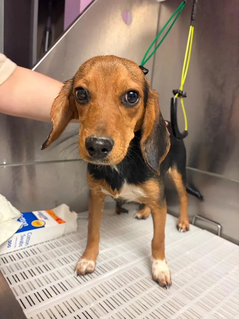 A baby medium-sized female Beagle dog named Gomez Beagle for adoption in Morgantown, KY