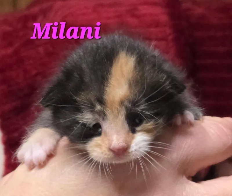 A baby small-sized female Domestic Short Hair cat named Milani for adoption in Pomona, NY
