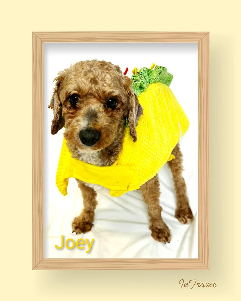 Joey thumbnail 3
