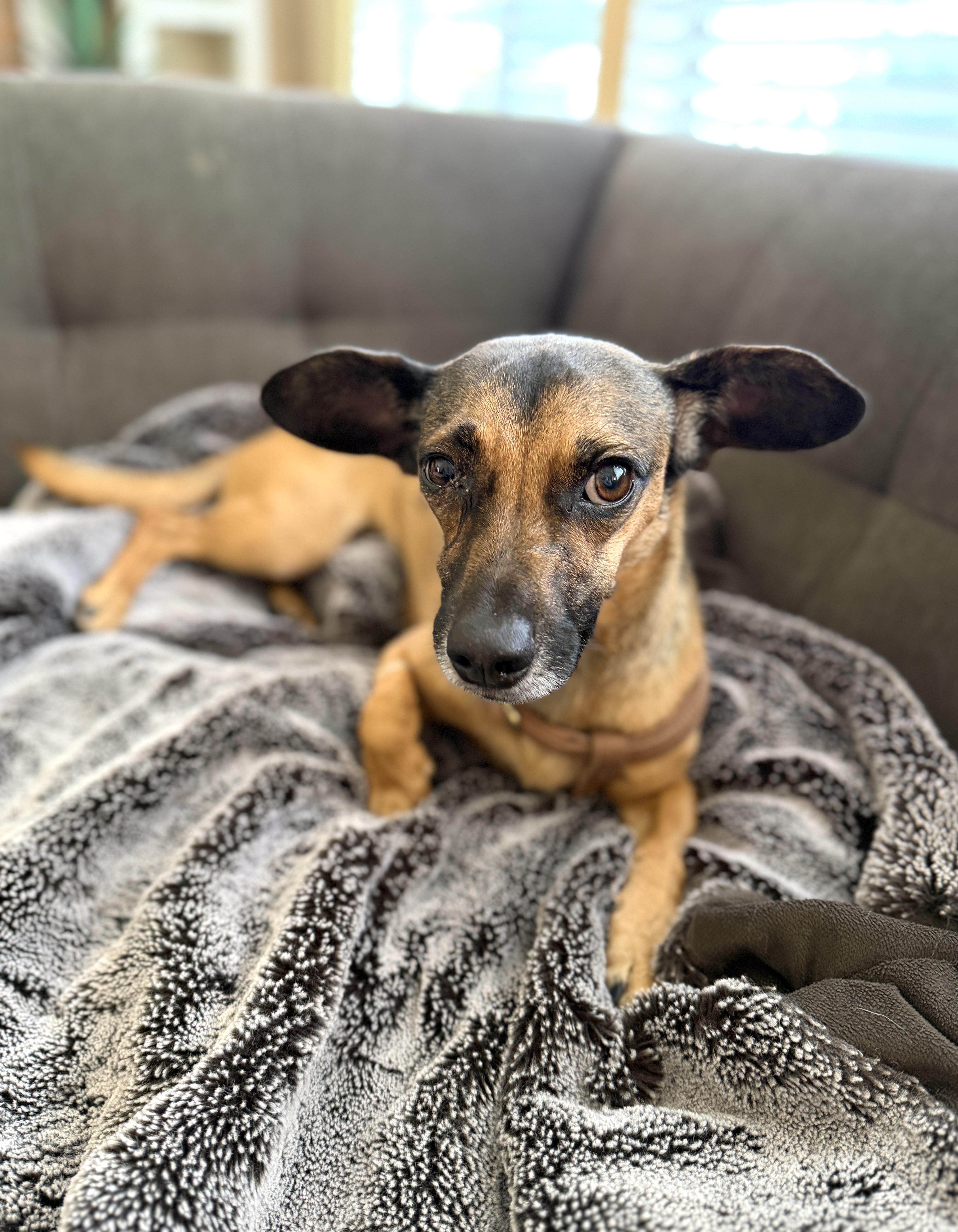 An adult small-sized female Brown / Chocolate Chiweenie dog named Bonnie for adoption in lynnwood , WA