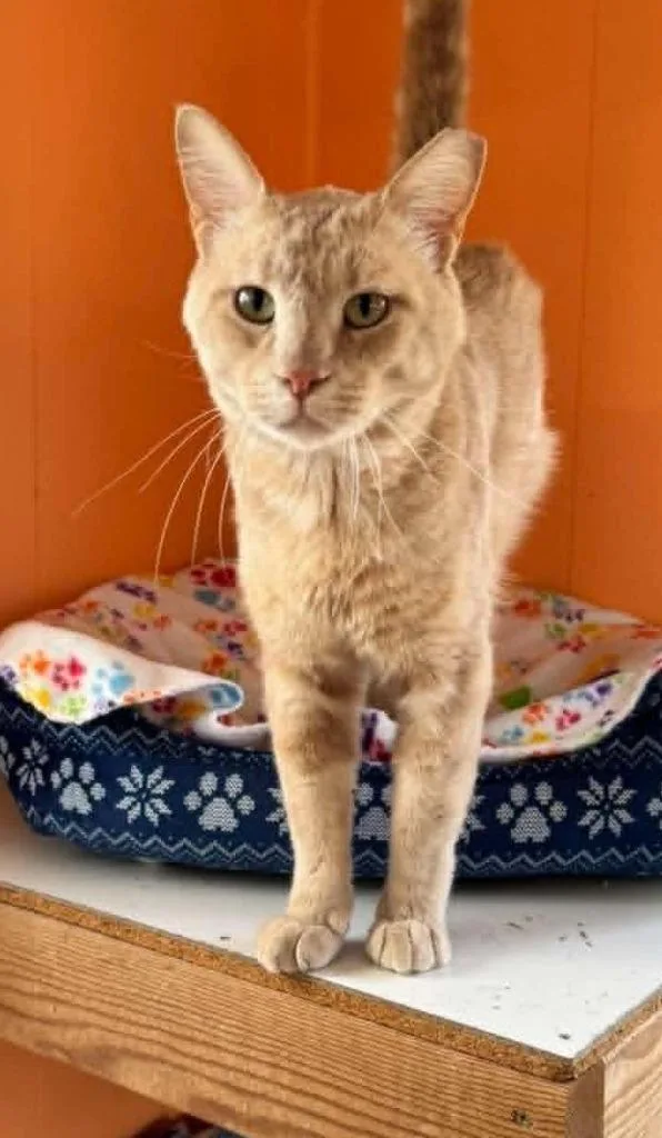 A young large-sized male Domestic Short Hair cat named Franklin for adoption in Ogden, UT