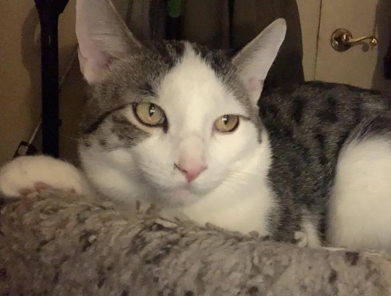 Koda