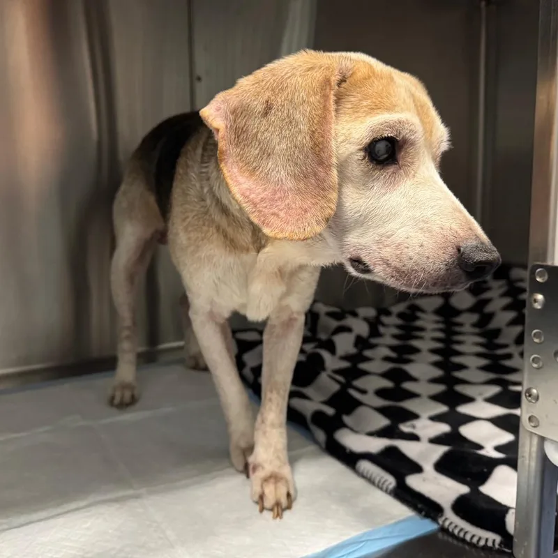 A senior small-sized male Beagle dog named Scooter for adoption in Greensboro, NC