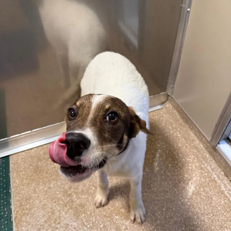A young medium-sized male White / Cream Mixed Breed dog named Teddy Roosevelt for adoption in Sonoma, CA
