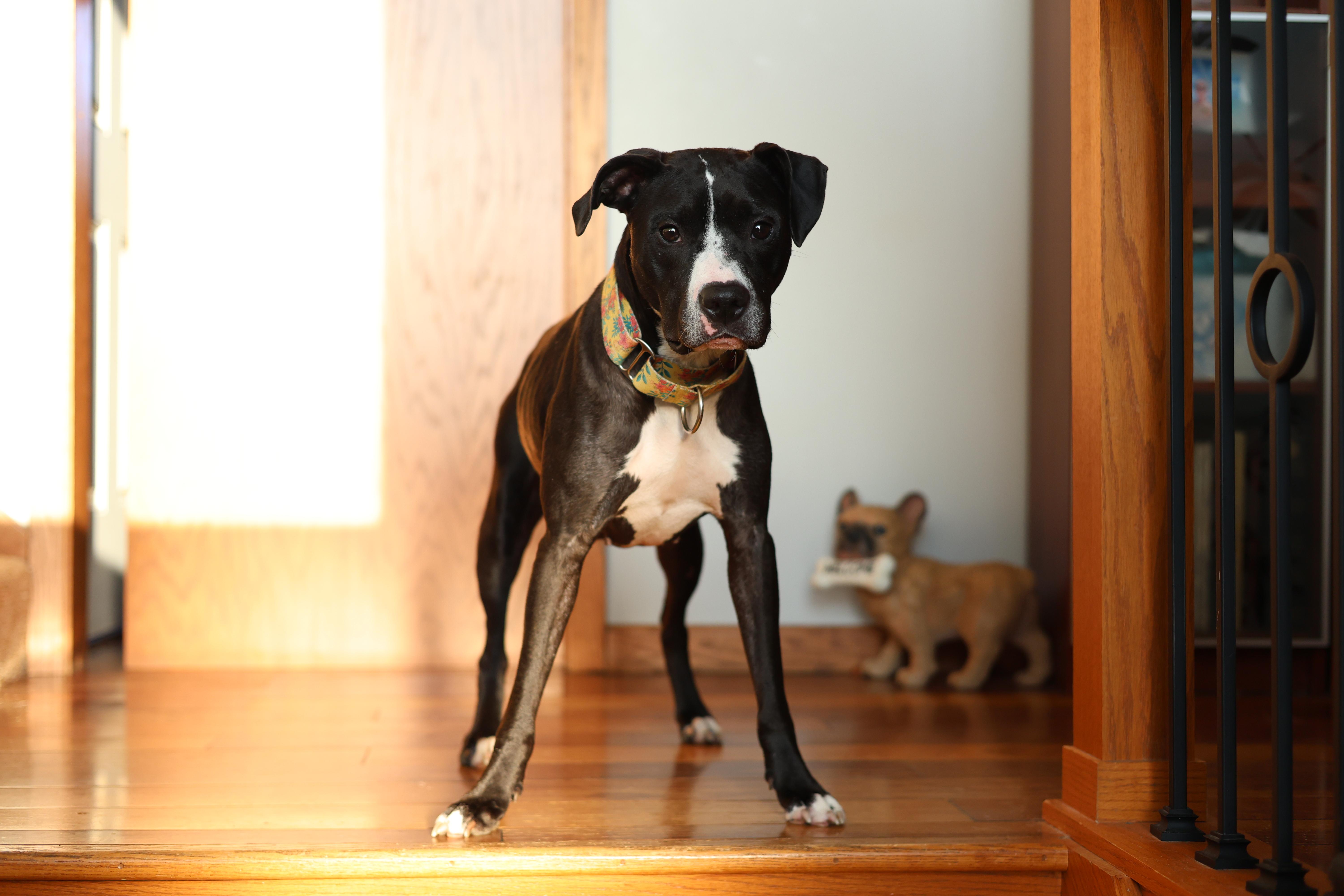 An adult medium-sized female Black Terrier dog named Maya Angelou for adoption in Sioux Falls, SD