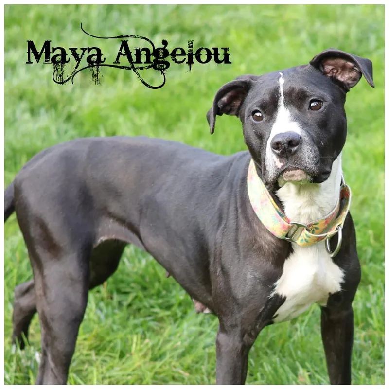 Maya Angelou thumbnail 6