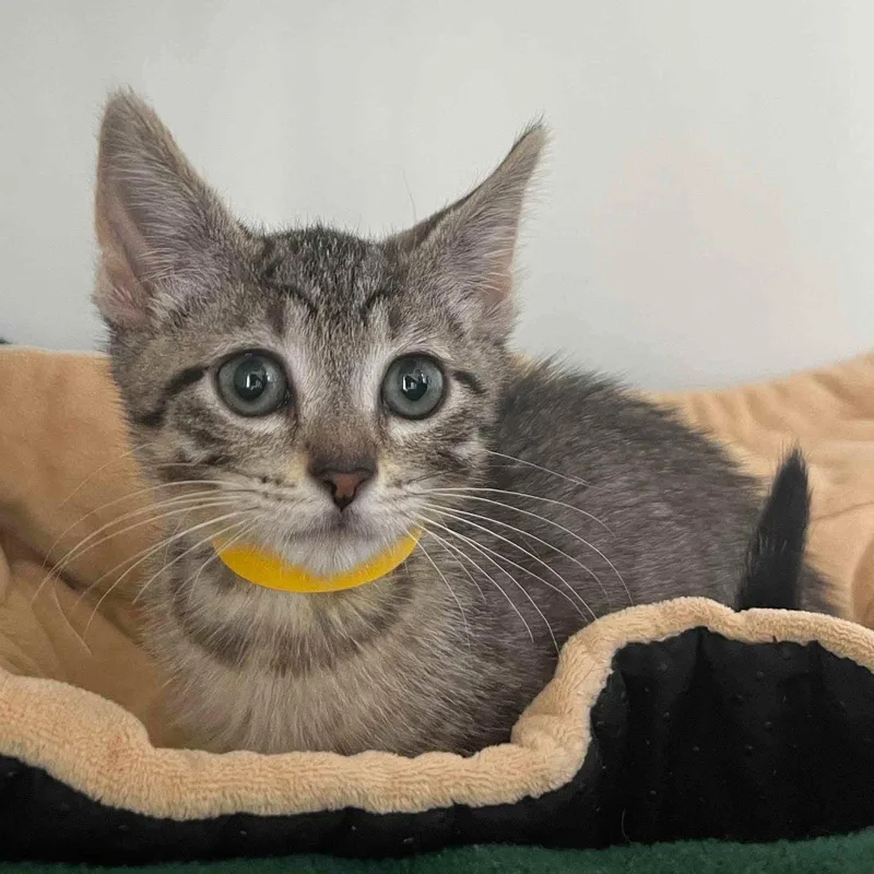 A baby small-sized female Domestic Short Hair cat named Mouse for adoption in Oakland, CA