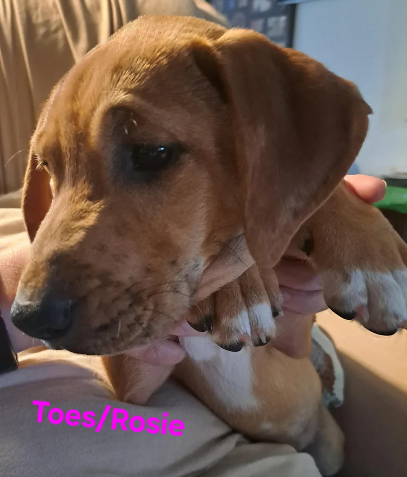 Toes
