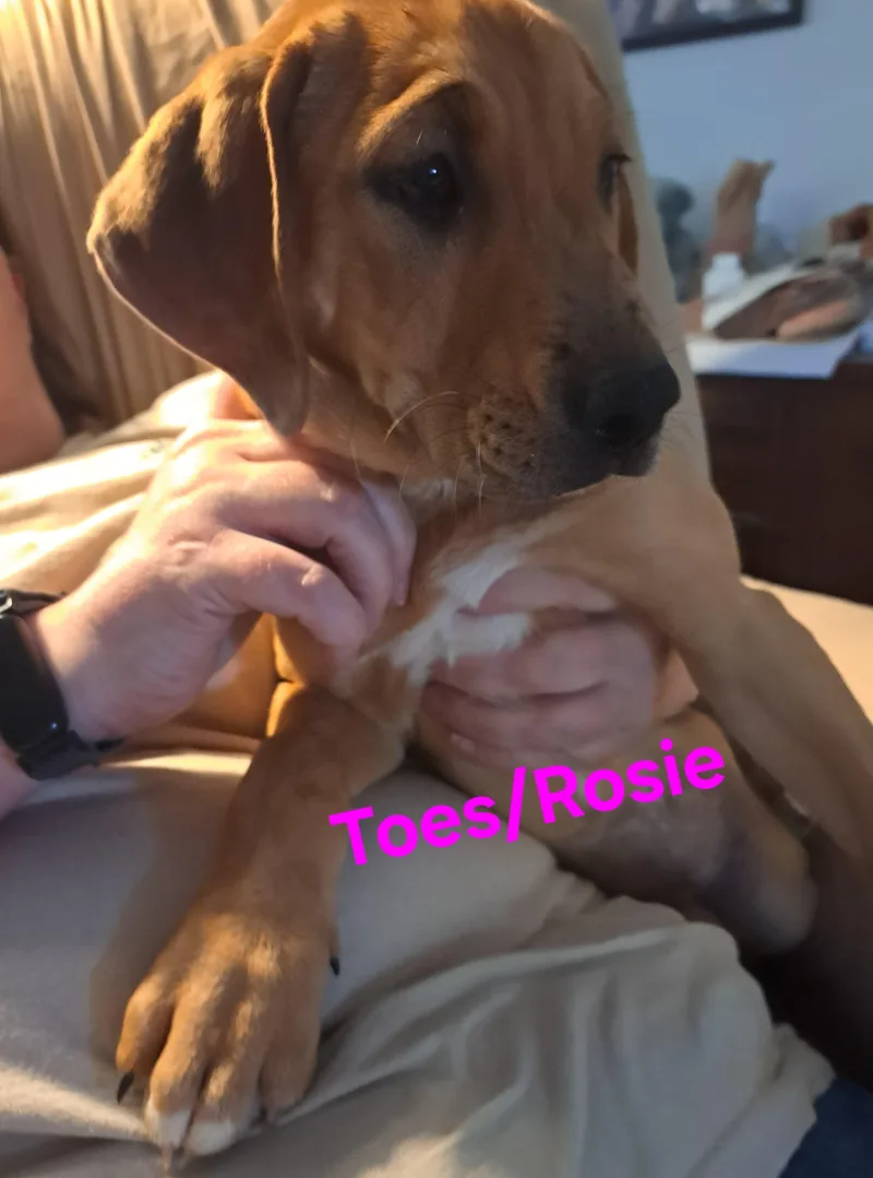Toes thumbnail 4