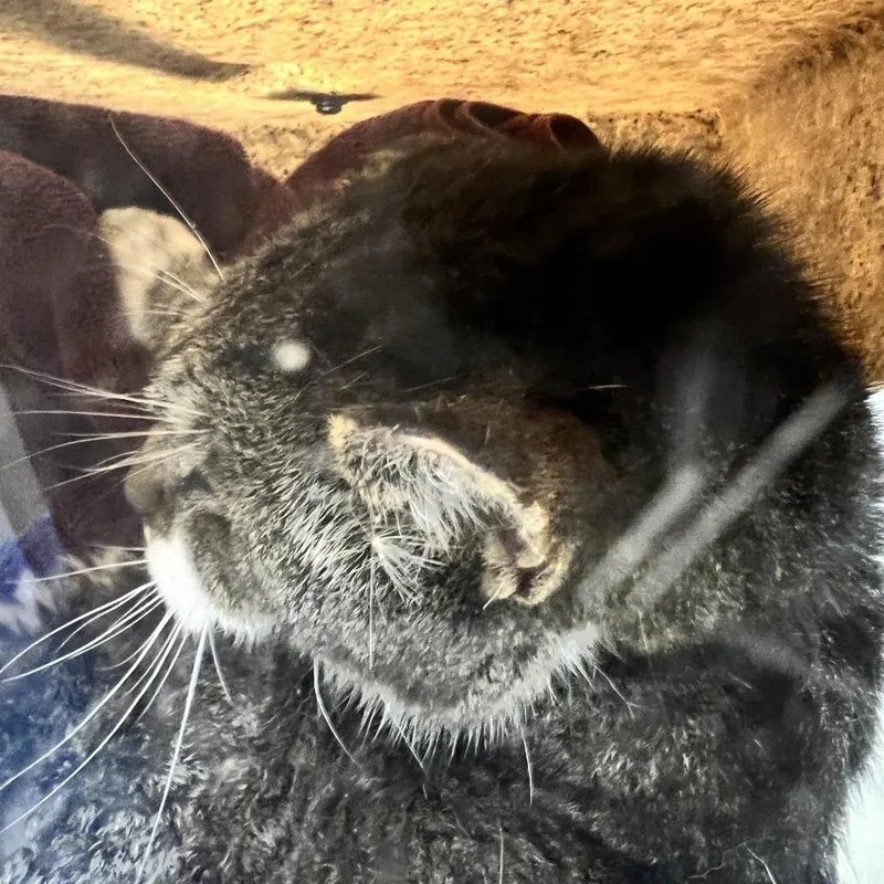 A senior medium-sized male Gray / Blue / Silver Domestic Short Hair cat named Sherman for adoption in Harrisonburg, VA