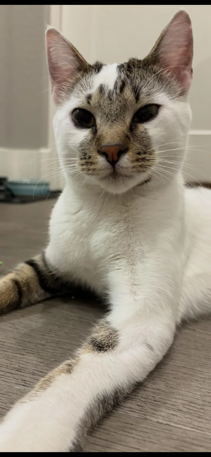 A young medium-sized male Gray & White Domestic Short Hair cat named Jack for adoption in Scottsdale, AZ