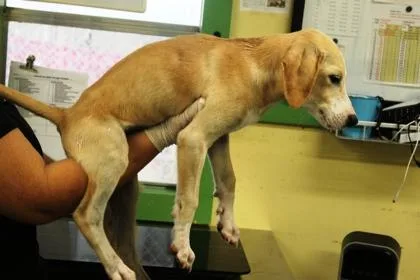 A baby small-sized male Labrador Retriever dog named Crimson for adoption in Picayune, MS