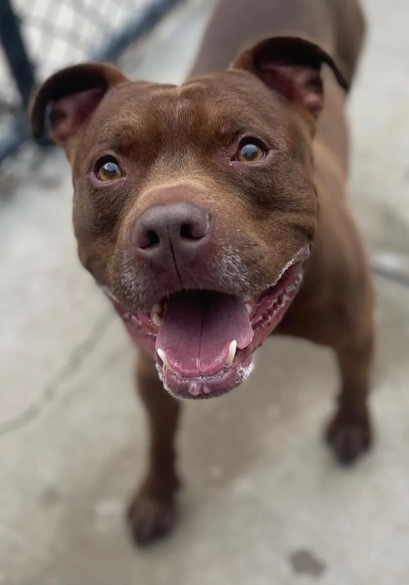 An adult medium-sized male Pit Bull Terrier dog named Bruce for adoption in Tulsa, OK