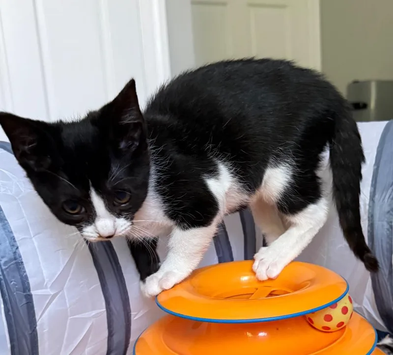 A young small-sized female Domestic Short Hair cat named Magpie for adoption in Silver Spring, MD