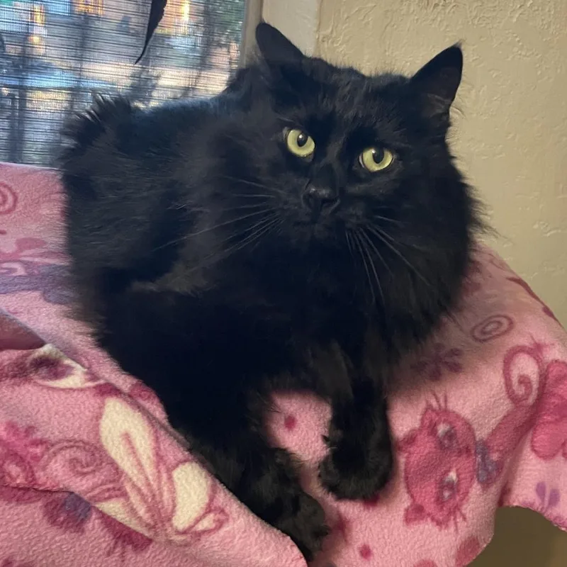 An adult small-sized male Domestic Medium Hair cat named William for adoption in Prescott, AZ