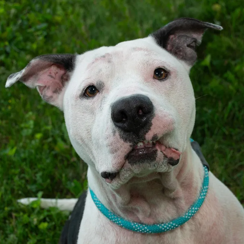 An adult medium-sized male Pit Bull Terrier dog named Zeke for adoption in Troy, OH