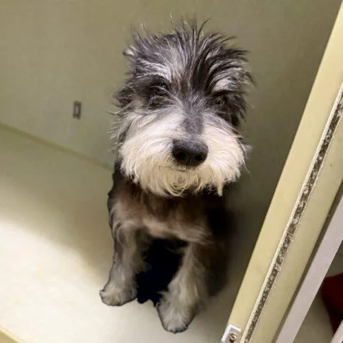 A senior small-sized male Black Miniature Schnauzer dog named Lu Dort for adoption in Broken Arrow, OK