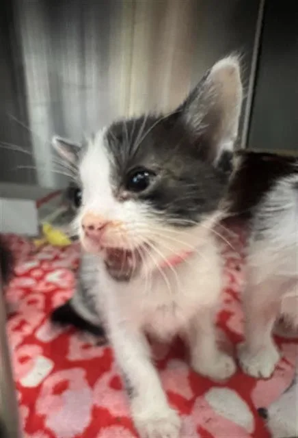 A baby medium-sized female Domestic Short Hair cat named Dash for adoption in Dallas, TX