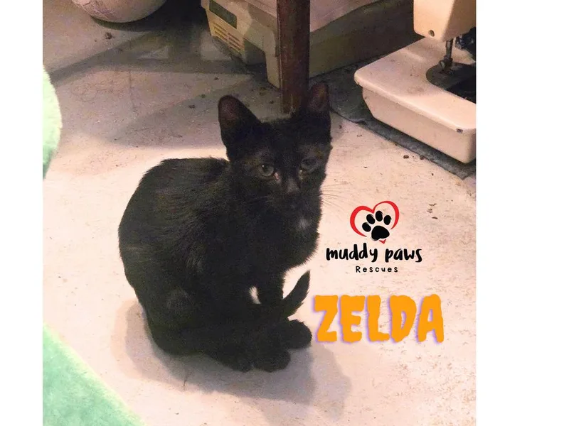 A baby small-sized female Black Domestic Short Hair cat named Zelda for adoption in Council Bluffs, IA