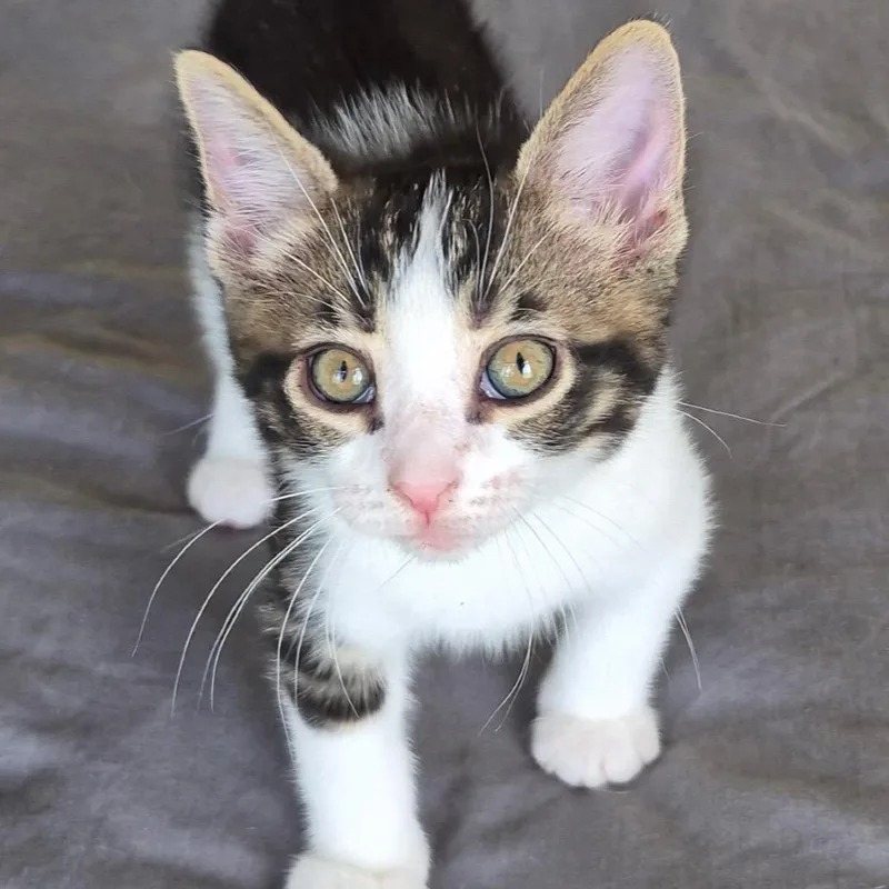 Black Sabbath