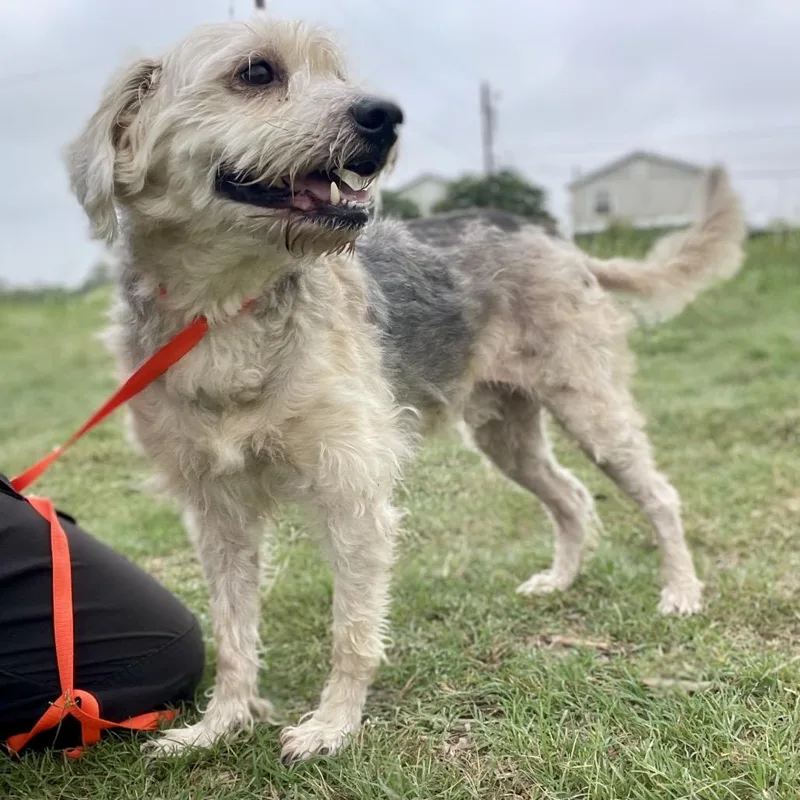 An adult medium-sized male Gray / Blue / Silver Terrier dog named Barry for adoption in Wimberley, TX