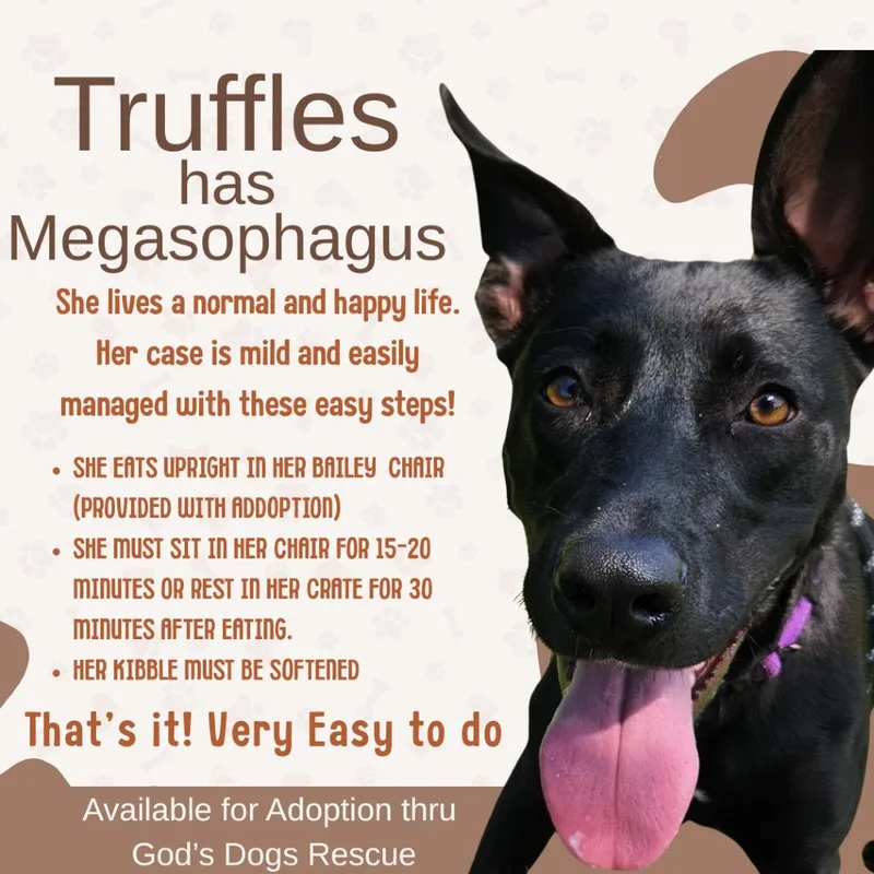 Truffles BW thumbnail 2