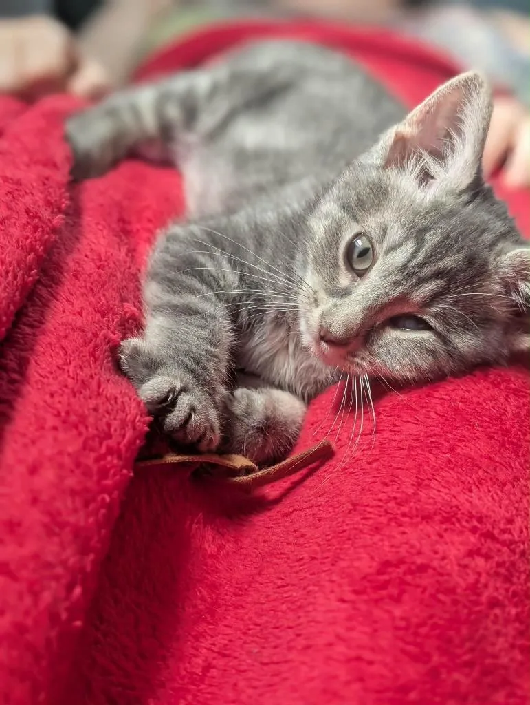 A baby small-sized male Domestic Short Hair cat named Root Beer for adoption in Augusta, GA