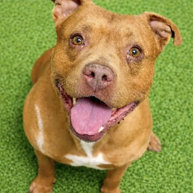 An adult large-sized male Red / Chestnut / Orange Pit Bull Terrier dog named Rex for adoption in Battle Creek, MI