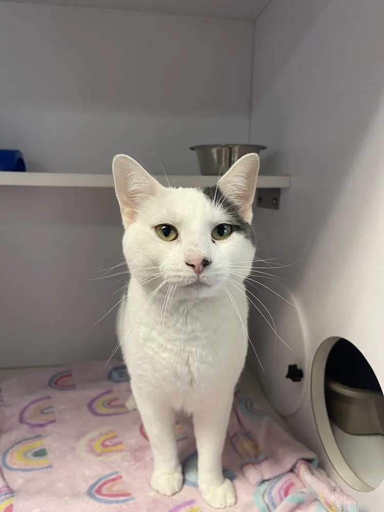 An adult medium-sized male Domestic Short Hair cat named Winston for adoption in Bolivar, MO