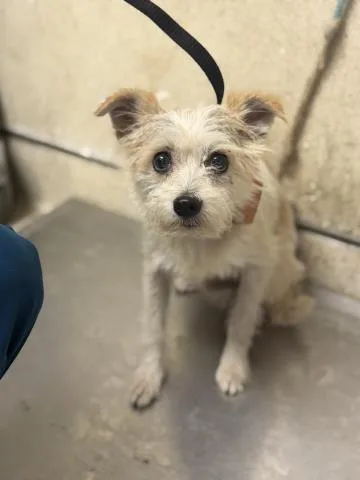 A young small-sized male Terrier dog named Toto for adoption in Riverside, CA