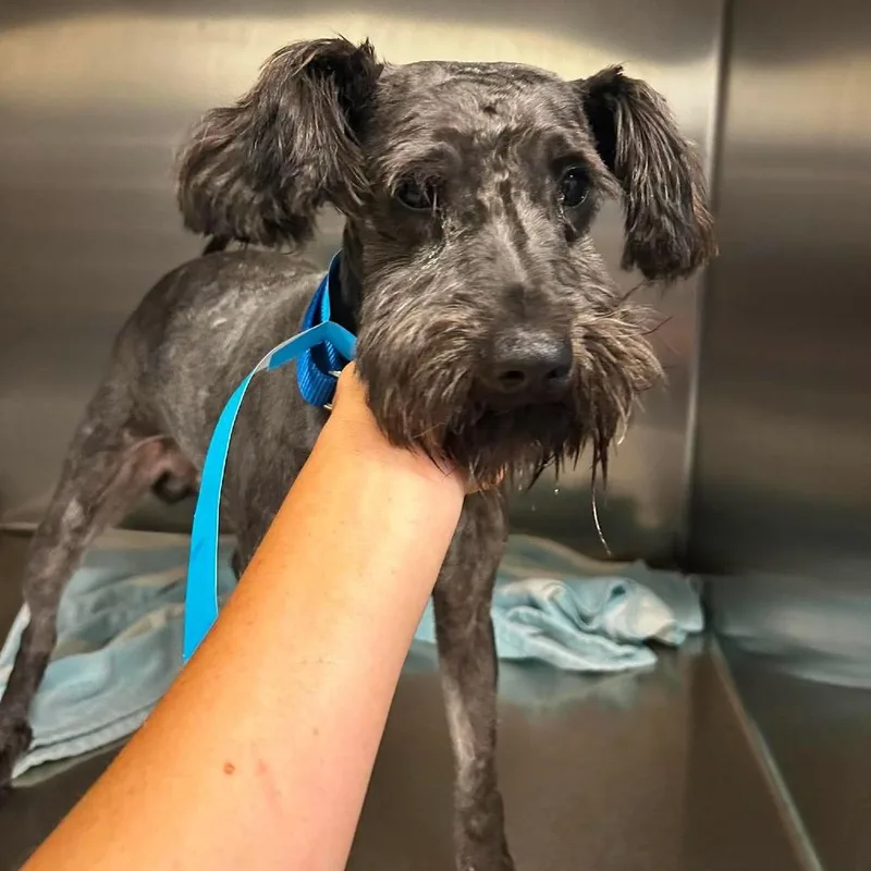 An adult small-sized male Black Mixed Breed dog named Murica for adoption in Fredericksburg, VA