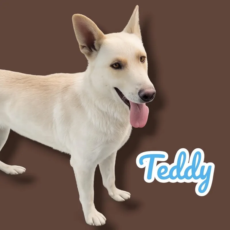An adult large-sized male White / Cream Carolina Dog dog named Teddy for adoption in Scottsdale, AZ