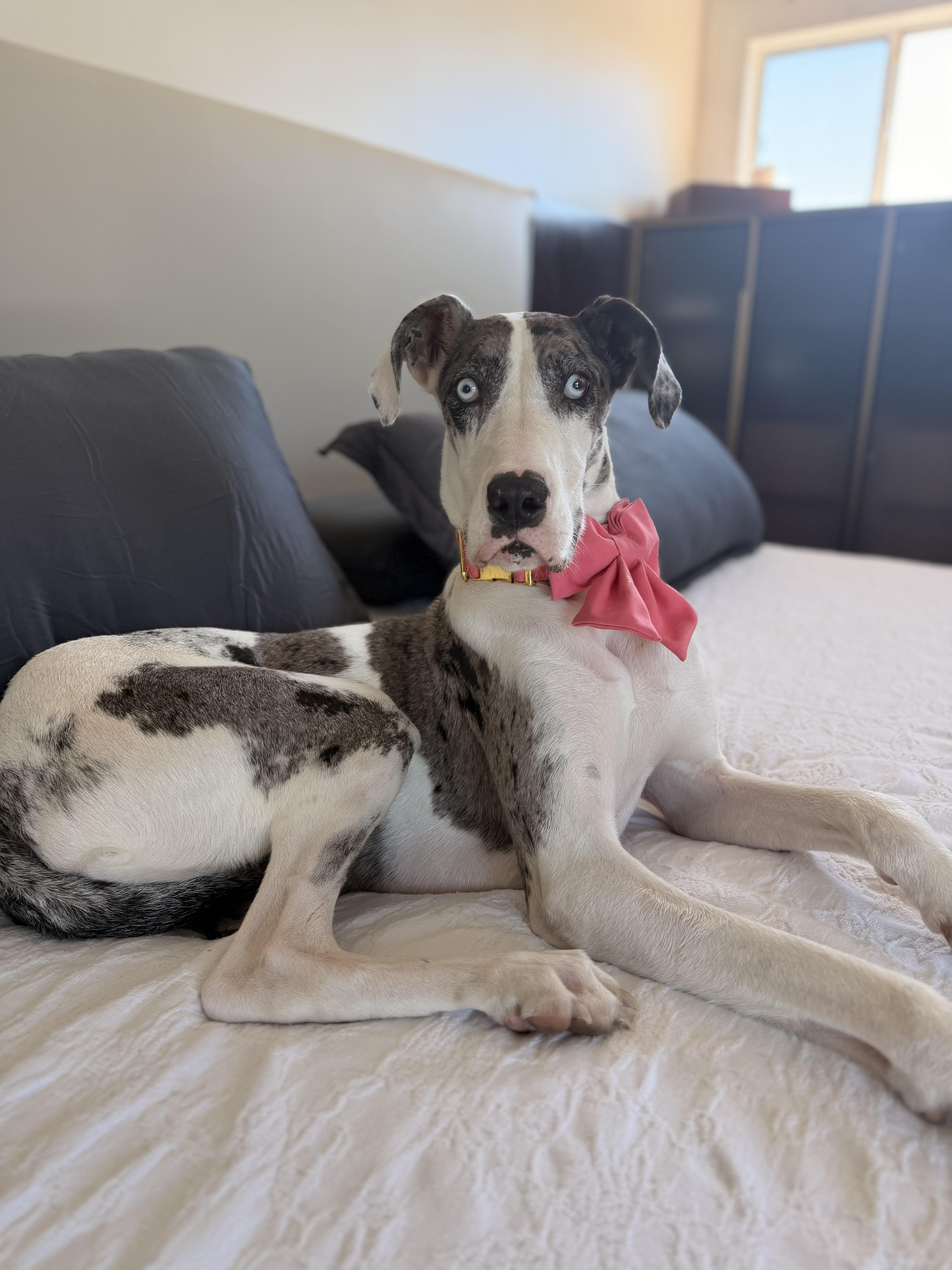 A young large-sized female White / Cream Great Dane dog named Beignet for adoption in Long Beach, CA