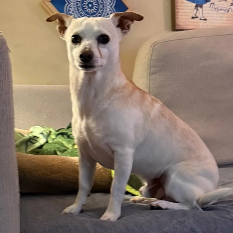 An adult small-sized male White / Cream Chihuahua dog named Freddy for adoption in Southside, TN