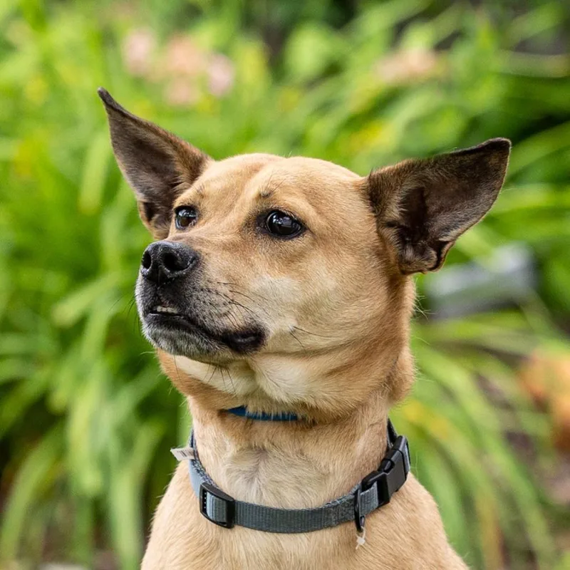 An adult medium-sized male Yellow / Tan / Blond / Fawn Mixed Breed dog named Bentley for adoption in Council Bluffs, IA