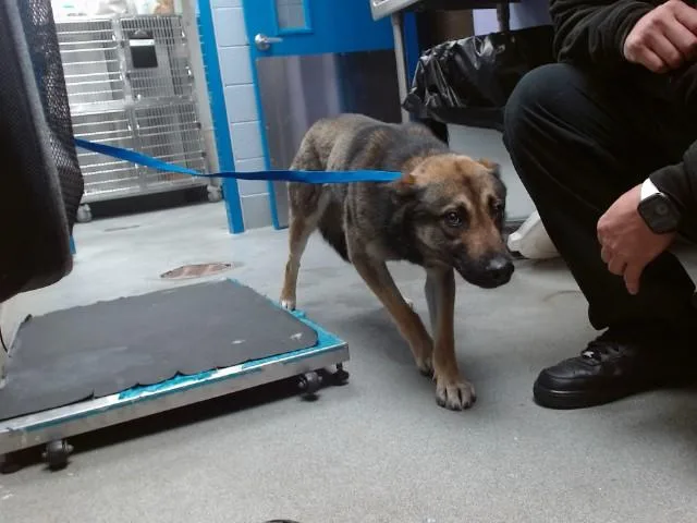 An adult medium-sized male German Shepherd Dog dog named Chuckie for adoption in Albuquerque, NM