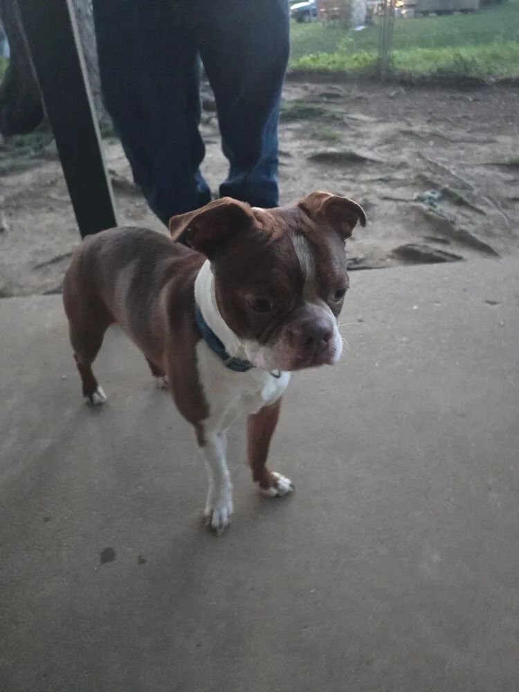 A young small-sized male Boston Terrier dog named Chase for adoption in Jackson, TN