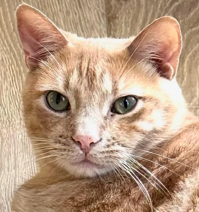 An adult medium-sized male Tabby (Orange / Red) Tabby cat named So So Cute Cooper for adoption in Buena Park, CA