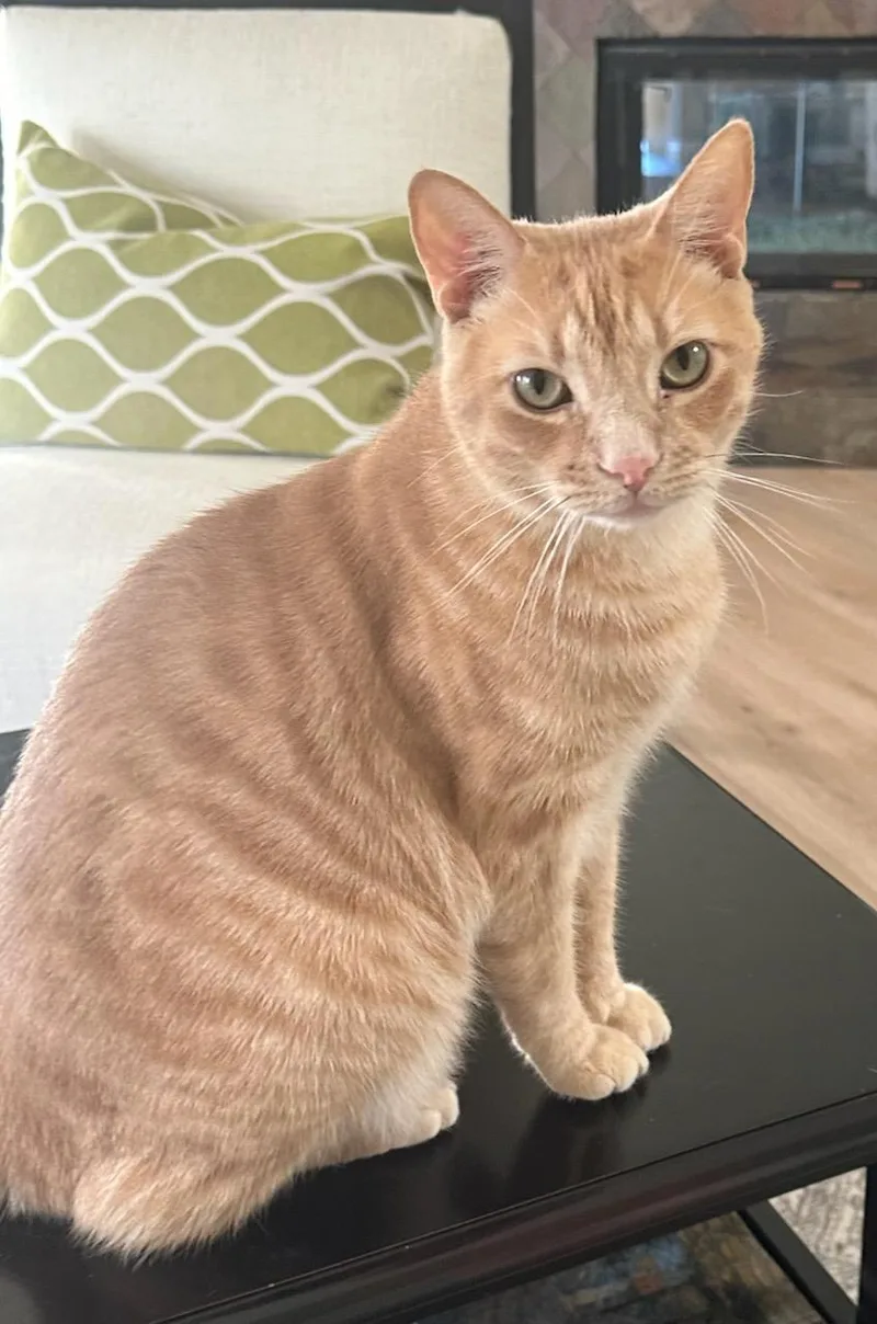 So So Cute Cooper thumbnail 2