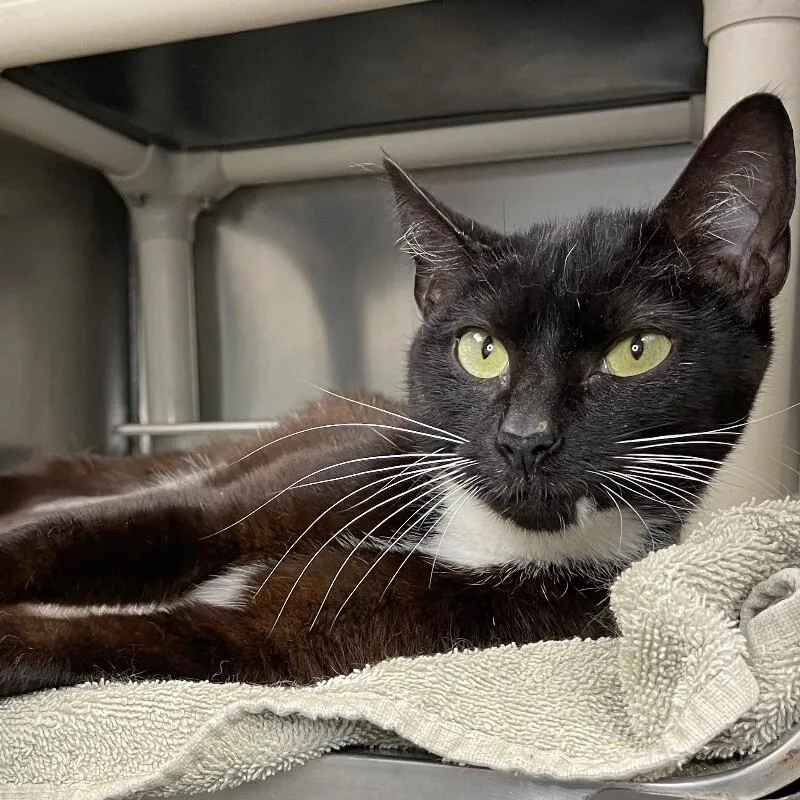 An adult medium-sized female Domestic Short Hair cat named Marlene Dietrich for adoption in Roanoke, VA