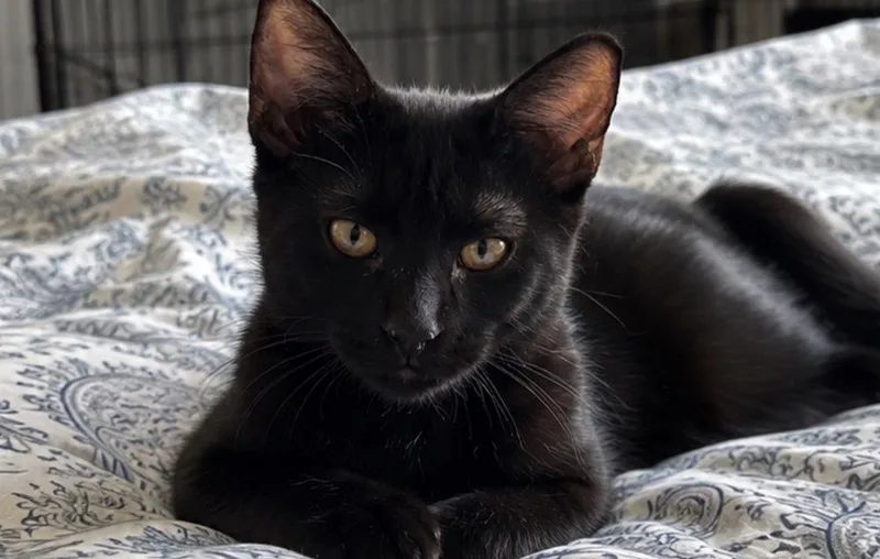 A baby small-sized male Black Domestic Short Hair cat named Ryder for adoption in Hudson, NH